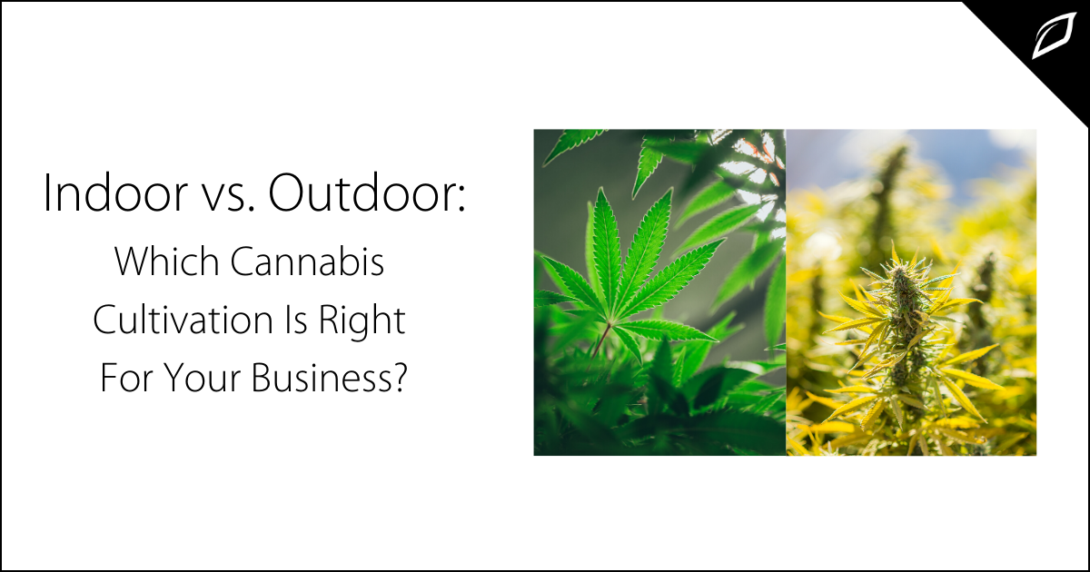 Indoor vs. Outdoor Which Cannabis Cultivation Is Right For You?